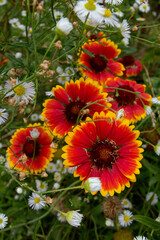 Gaillardes et vergerettes en fleur.