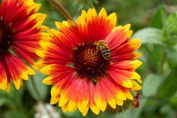 Obraz premium Abeille butinant une gaillarde en fleur.