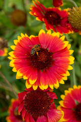 Abeille butinant une gaillarde en fleur.