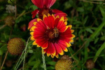 Abeille butinant une gaillarde en fleur.