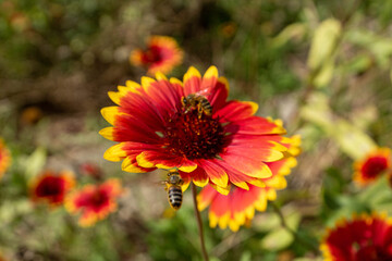 Abeille butinant une gaillarde en fleur.