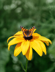 Tortoise butterfly, nettle butterfly resting on yellow rudbeckia flower on a green background. Sunny summer day. Macro photo, close up.