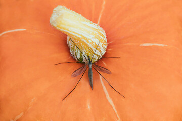 Large tipula mosquito on orange background. Crane fly on a pumpkin, top view. Macro close up.
