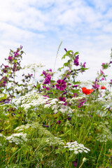 Wild flowers in border