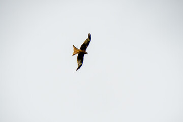 a wild red kite (Milvus milvus) in flight