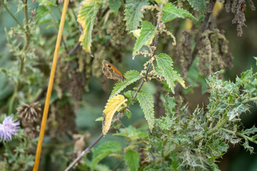close-up of a meadow brown butterfly (Maniola jurtina) feeding