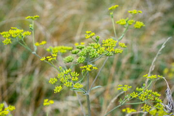Obraz premium close-up of a honey bee (Apis mellifera) feeding on wild parsnip (Pastinaca sativa) flowers