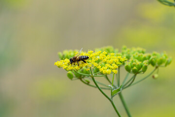 close-up of a honey bee (Apis mellifera) feeding on wild parsnip (Pastinaca sativa) flowers