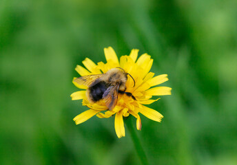 Bumblebee close up sitting on a yellow flower autumn hawkbit. Bee pollinating flower.