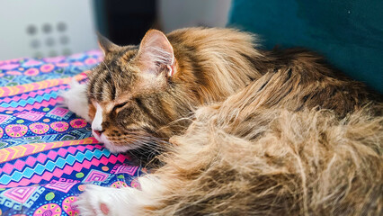Hübsche MaineCoon 