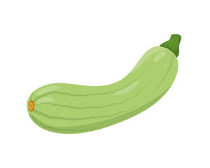 Fresh light green Zucchini vegetable. Farm zucchini plant icon. Organic garden vegetarian food. Vector illustration isolated on white background.