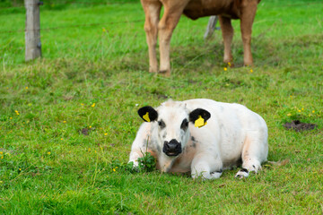 Black and white calf