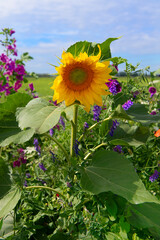 Wild flowers with sun flowers in border
