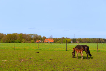 Landscape with horse and foal