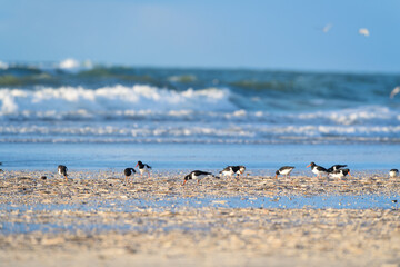 Oyster catchers at the beach