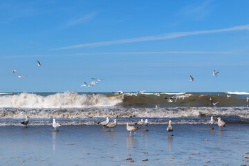 Seagulls at the beach