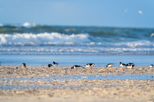 Oyster catchers at the beach