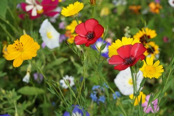 Blumenwiese mit bunten Naturblumen am Nachmittag im Sommer
