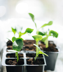 Pumpkin seedlings in black pots on the windowsill. Sprouted pumpkin seeds in closeup.