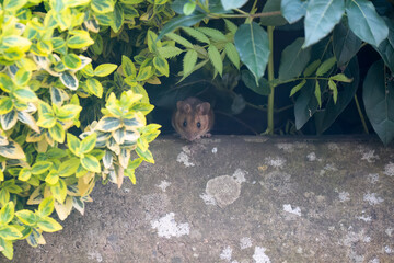 a wood mouse (long tailed field, Apodemus sylvaticus) peers out from beneath green garden foliage