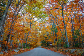 Obraz premium Gravel road surrounded by Fall trees and colours near Albany bridge near North Conway NH with National Forest sign