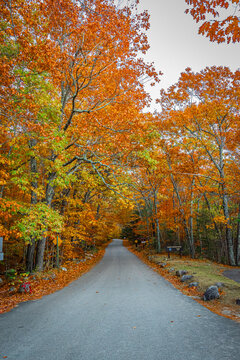 Gravel road surrounded by Fall trees and colours near Albany bridge near North Conway NH with National Forest sign
