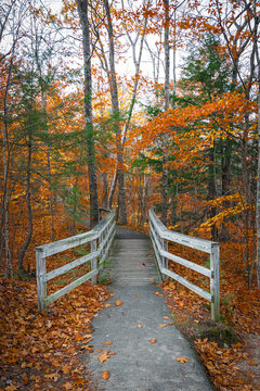 A gravel path leading to a small wooden bridge in autumn forest, with beautiful fall colours