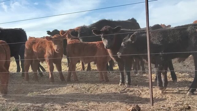 black and red Angus cattle with a calf. 4K 60fp Horizontal