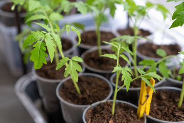 Growth of tomato seedlings in plastic glasses on a windowsill.