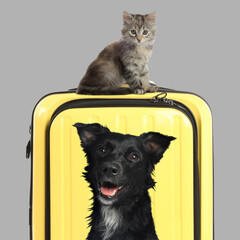 Cute kitten sitting on yellow suitcase and dalmatian dog on grey background
