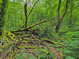 Old rotten wood in a forest in UNESCO World heritage listed Hainich Nationalpark in Germany