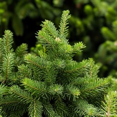 Close-up of a fir tree branch showcasing its needles.
