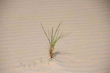 A little bit of hope. living tuft of grass in a dry environment full of Sand