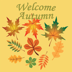 Hello autumn, colorful leaves vector image.