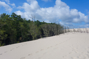 Green vegetation in the Polish Sahara