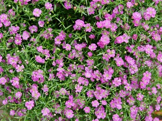 Lila Schleierkraut im Topf auf Terrasse