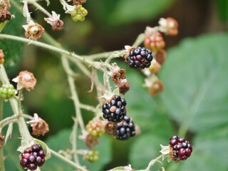 Brombeerstrauch in der Natur