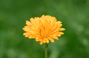 Terry calendula flower on a green background closeup. Nature green summer background.
