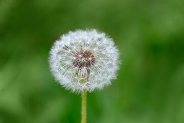 Fluffy white dandelion in the green background. Dandelion close up macro.