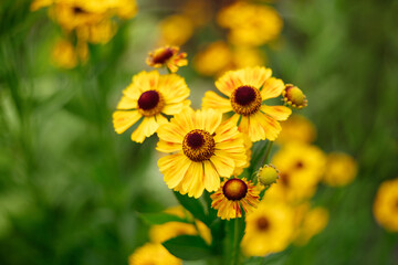 Beautiful yellow helenium flowers on green background. Beautiful perennial garden flower.