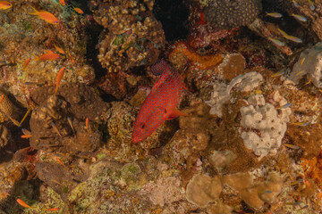 Fish swimming in the Red Sea, colorful fish, Eilat Israel
