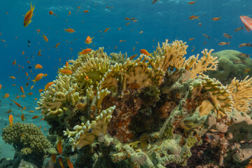 Coral reef and water plants in the Red Sea, Eilat Israel
