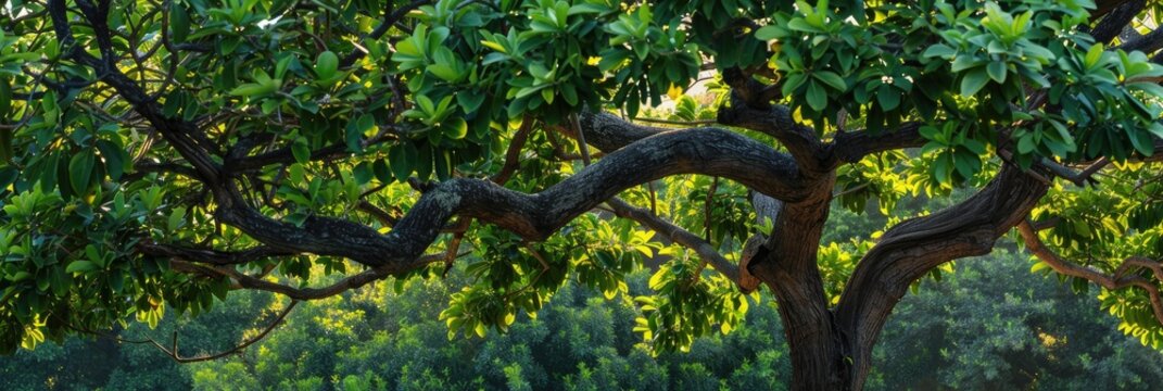 Green Buttonwood Tree Conocarpus erectus with Abundant Healthy Foliage