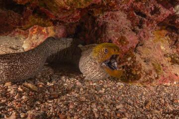 Moray eel Mooray lycodontis undulatus in the Red Sea, Eilat Israel

