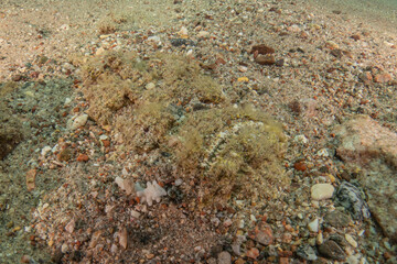 Fish swimming in the Red Sea, colorful fish, Eilat Israel
