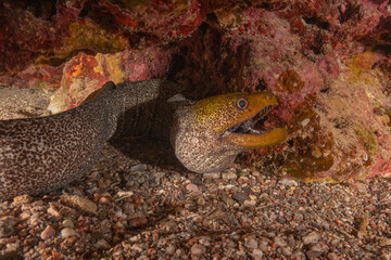 Obraz premium Moray eel Mooray lycodontis undulatus in the Red Sea, Eilat Israel 