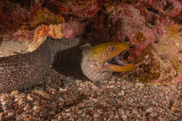 Moray eel Mooray lycodontis undulatus in the Red Sea, Eilat Israel
