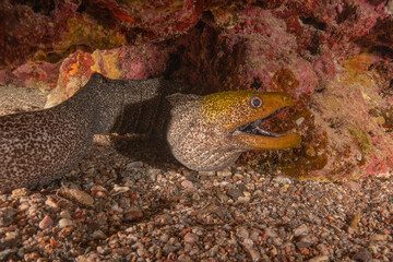 Moray eel Mooray lycodontis undulatus in the Red Sea, Eilat Israel
