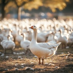 Obraz premium Goslings on the Move: A Village Close-Up