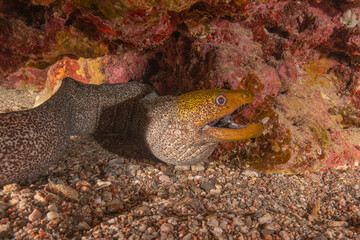 Moray eel Mooray lycodontis undulatus in the Red Sea, Eilat Israel

